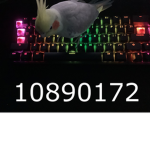 Birb-Army