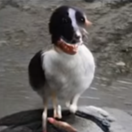 Cursed Dog Image Roblox decal