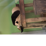 xXPANDA_PACKXx