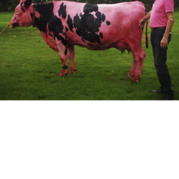the red cow's