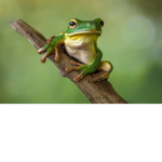 Noobs For Frogs