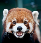 Red Pandas :D