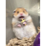 The Holy Hamsters