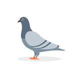 Pigeons Studio