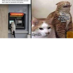 Anna's Cats