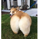 Zuperdudes