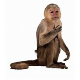 Return to Monke!