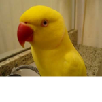 Cheep Clothing inc.