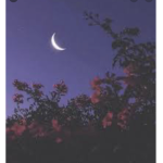 Moonlit angels
