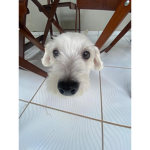 brechó do leo