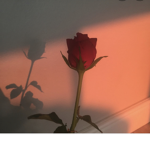 {~ Beautiful petals*}