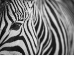 Anarchy Zebras