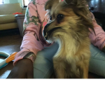 Funny dog face