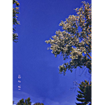 Iris_cool kid
