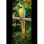 Parrots club