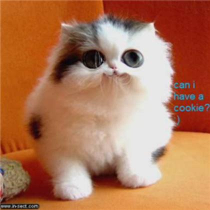 LOOK IN THE CATS EYES! Roblox decal