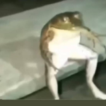 curubaiti