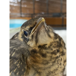 Help bird life