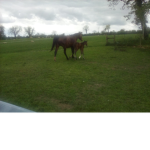 Mah horse's