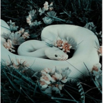 Aesthetic Snake's