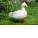 GRUPO PATOS