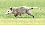Possums Are Cute <3