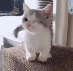 Purrs & Paws