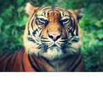 Animals at war