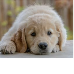 The D.O.G squad