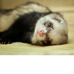 Ferret Gang <3