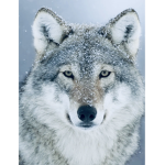 Da werewolf