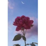 ~Roses Club~