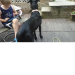 #remember. Dog