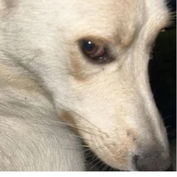 mateipo obby caine editon icon
