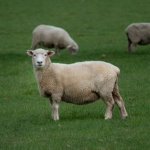 lamb-ie shirts