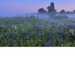 flowermeadow