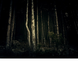Creepy Forest Exploring