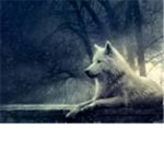The Wolves Of Mercy Falls