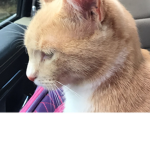 The kitty and fun world