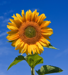 -sophias sunflowers-