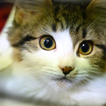 DaSlapCatYT