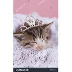 Kitty Queen123