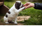 PuppiesOUO