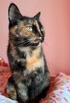 Katzenliebe2024