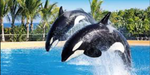 Fin the orca