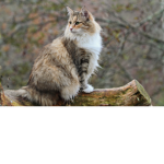 Warrior Cats ~ Silent Clan