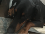 Bruno$$