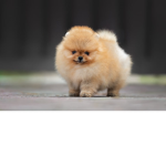 Pomeranian fan group!
