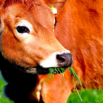 Cows group only