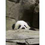 Ali's Panda Group